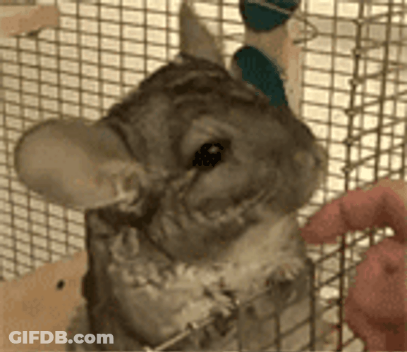 Petting Chinchilla To Relax Loves It GIF