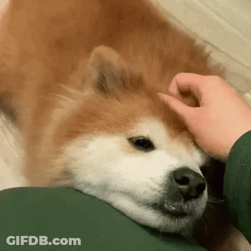 Petting Cute Akita Dog GIF