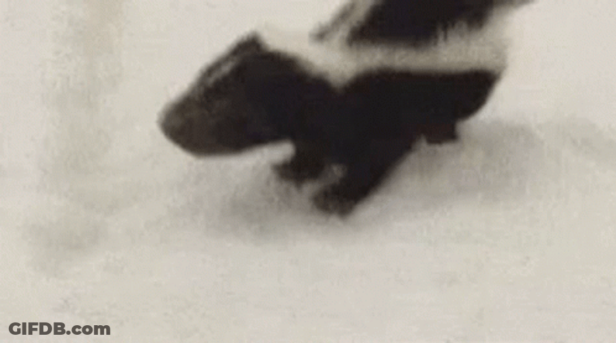 Petting Cute Baby Skunk GIF