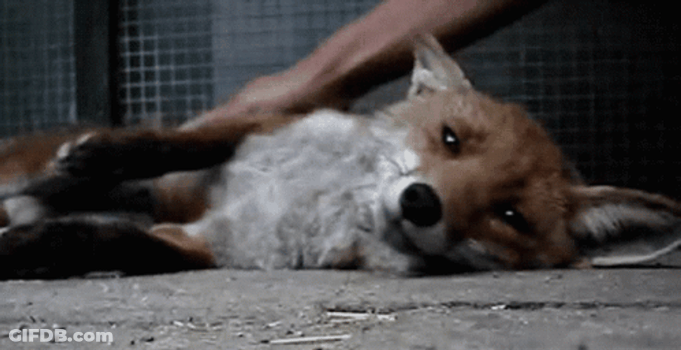 Petting Japanese Red Fox GIF
