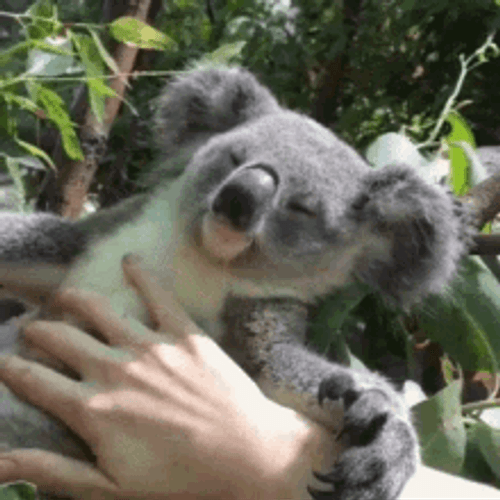 Petting Koala Sleeping GIF