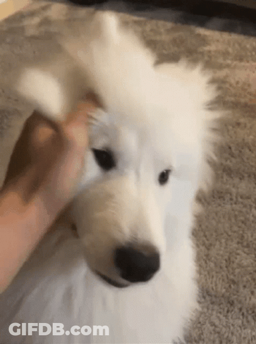 Petting Maluviana Dog GIF