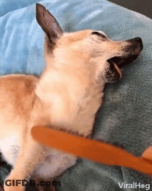 Petting GIF