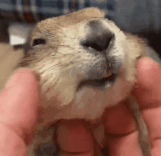 Petting Prairie Dog GIF