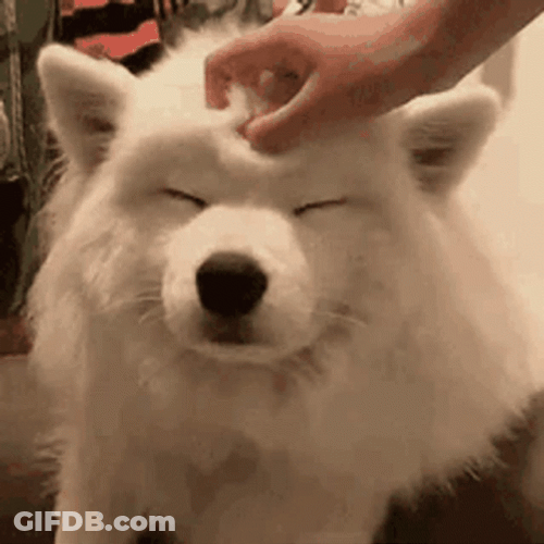 Petting Samoyed Cute Dog GIF