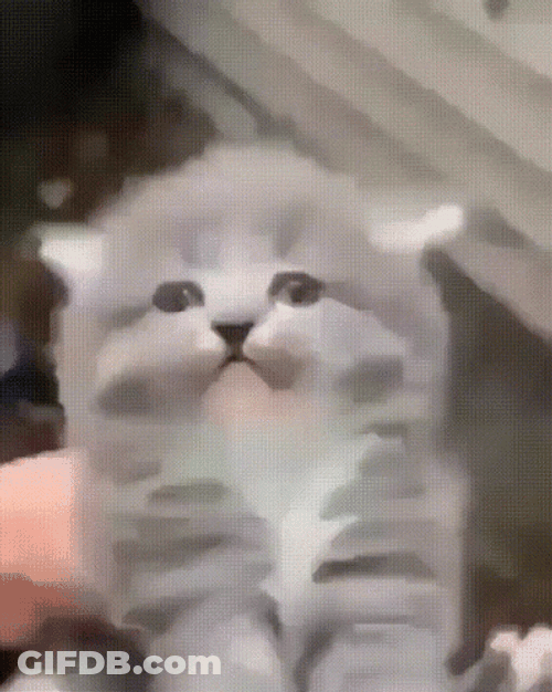 Petting Screaming Cat Meme GIF