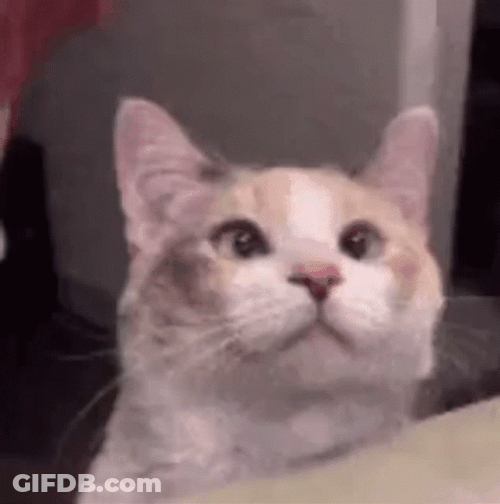 Petting Skookum Cat GIF