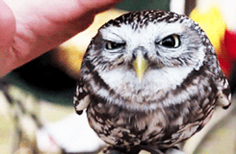 Petting Sleepy Owl GIF