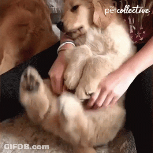 Petting The Clingy Dog GIF