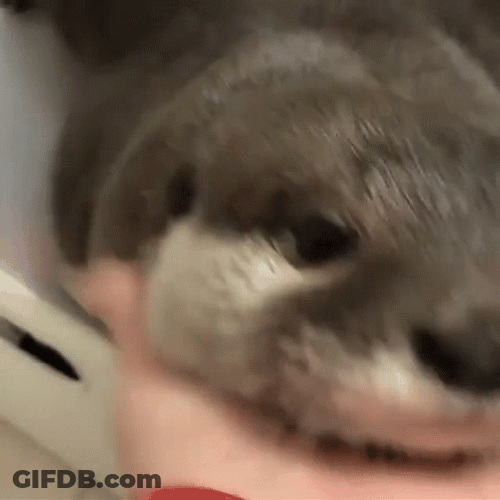 Petting The Cute Sea Otter GIF