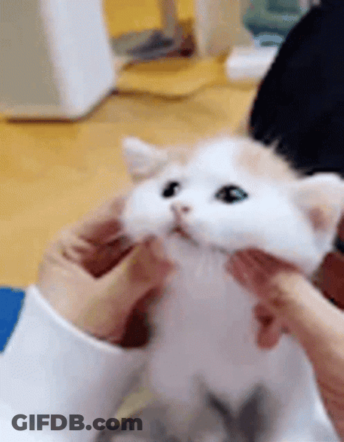 Petting The Cute Turkish Van Cat GIF