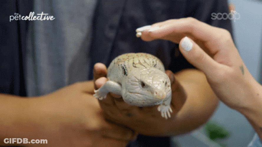 Petting The Scary Lizard GIF