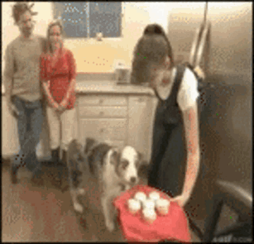 Pettsd GIF