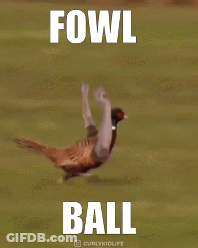 Pheasant Flying With Air Fowl Ball GIF