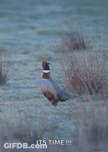 Pheasant In Field Saying It's Time GIF