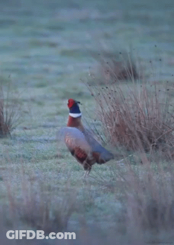 Pheasant Standing In Field With Feathers Spread GIF