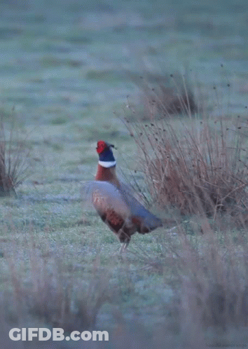 Pheasant Standing In Field With Red Head GIF