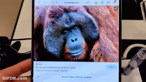 Phone Displaying Orangutan On Google GIF