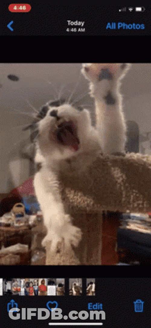 Phone Images Album Tired Cat GIF