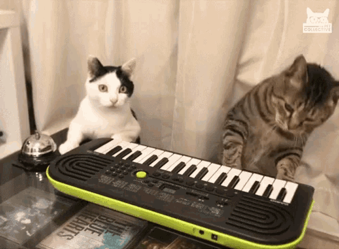 Piano Cats GIF