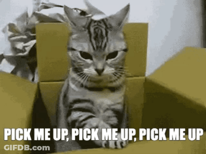 Pick Me Up Cat GIF