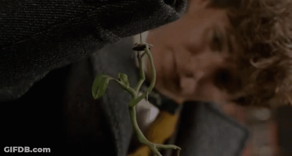 Pickett And Newt Scamander GIF
