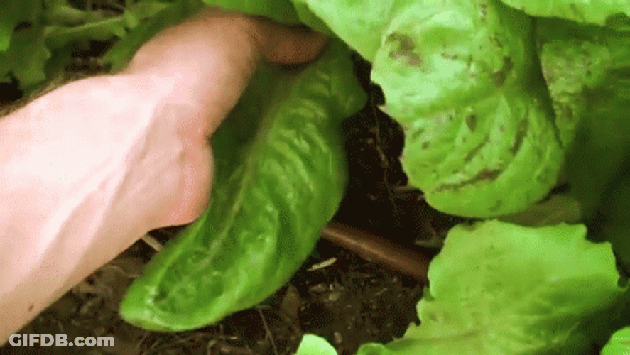 Picking A Fresh Leaf GIF
