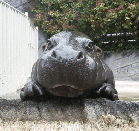 Picture Taking Of A Hippo GIF