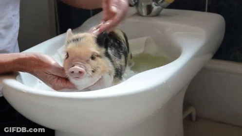 Pig Being Bathed In Sink GIF