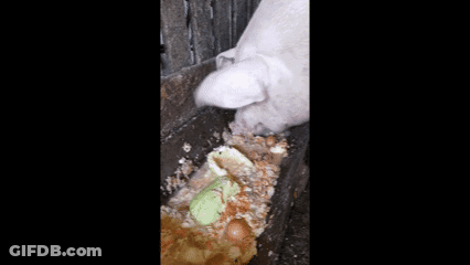 Pig Eating From Trough With Green Object GIF