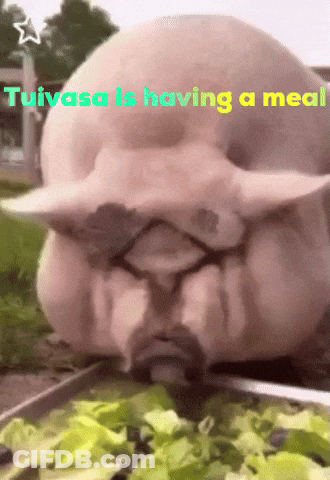 Pig Eating Lettuce Tuivasa Having A Meal GIF