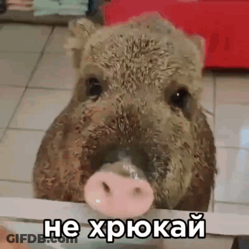 Pig Face With Words He Xpokah In Russian GIF