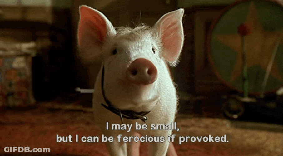 Pig From Babe Movie GIF