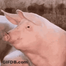 Pig Head Close Up Mouth Open Looking At Camera GIF