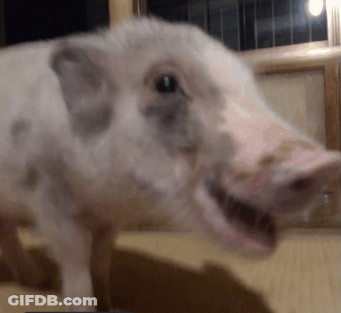 Pig Head With Mouth Open GIF