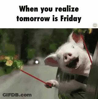 Pig Holding Red Leash And Laughing GIF