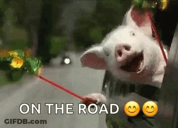 Pig Holding Red Stick With Words GIF