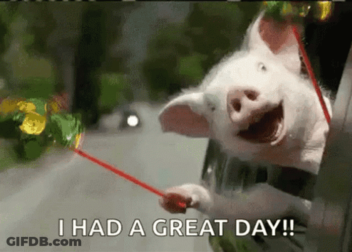 Pig In Car Today Was A Good Day GIF