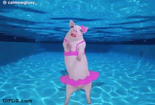 Pig In Pink Bikini And Tutu In Pool GIF