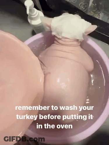 Pig In Water Bowl Remember To Wash Turkey GIF