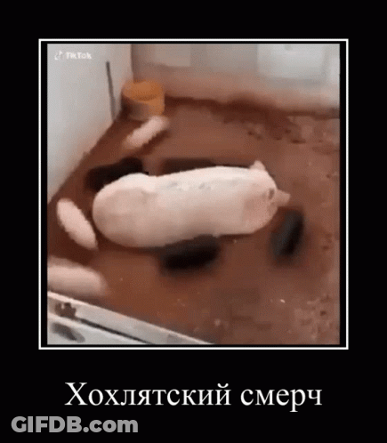 Pig Laying In Mud With Russian Caption GIF
