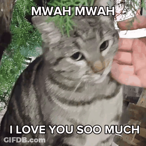 Pig Laying On Bed With Leopard Print Blanket GIF