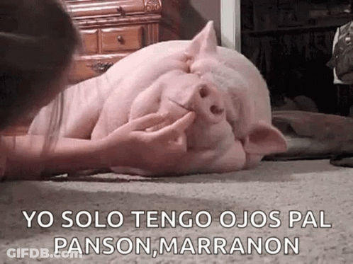 Pig Laying On Floor Being Petted By Girl GIF