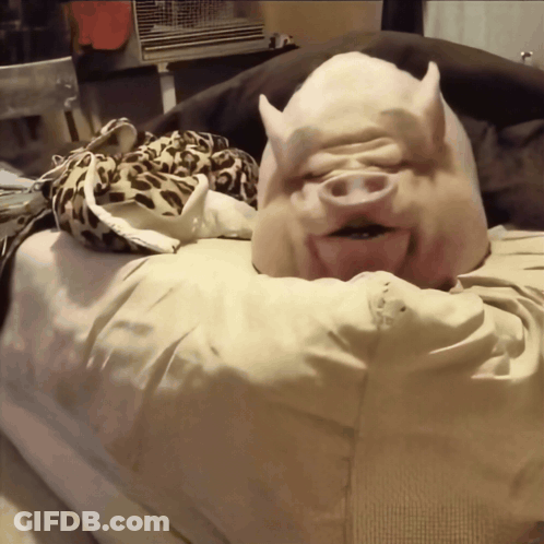 Pig Laying On Leopard Print Blanket GIF