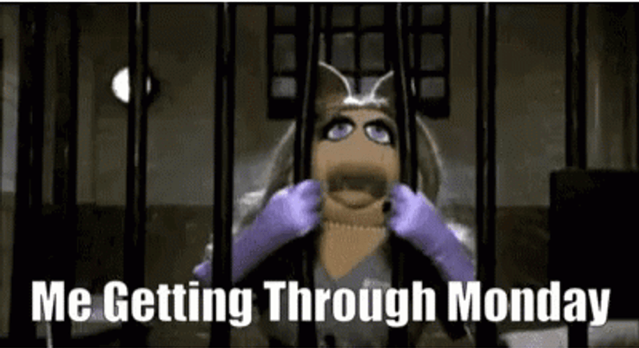 Pig Made It Through Monday GIF