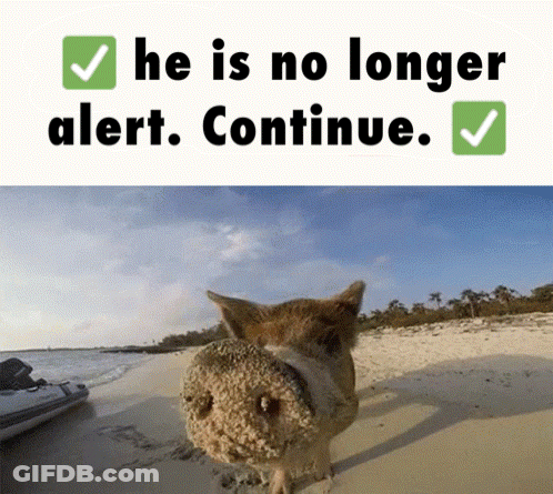 Pig On Beach He Is No Longer Alert Continue GIF