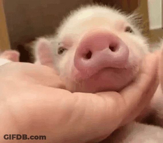 Pig Petting Head GIF