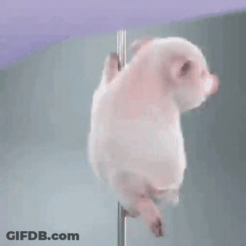 Pig Pole Dancing GIF