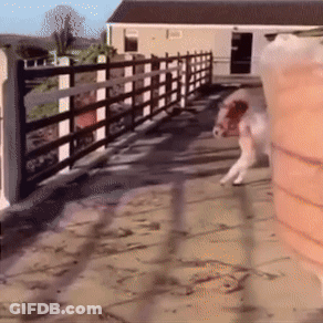 Pig Standing In Front Of Fence In Yard GIF