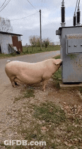 Pig Standing Next To Transformer On Road GIF